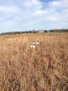 field_with_dogs_02